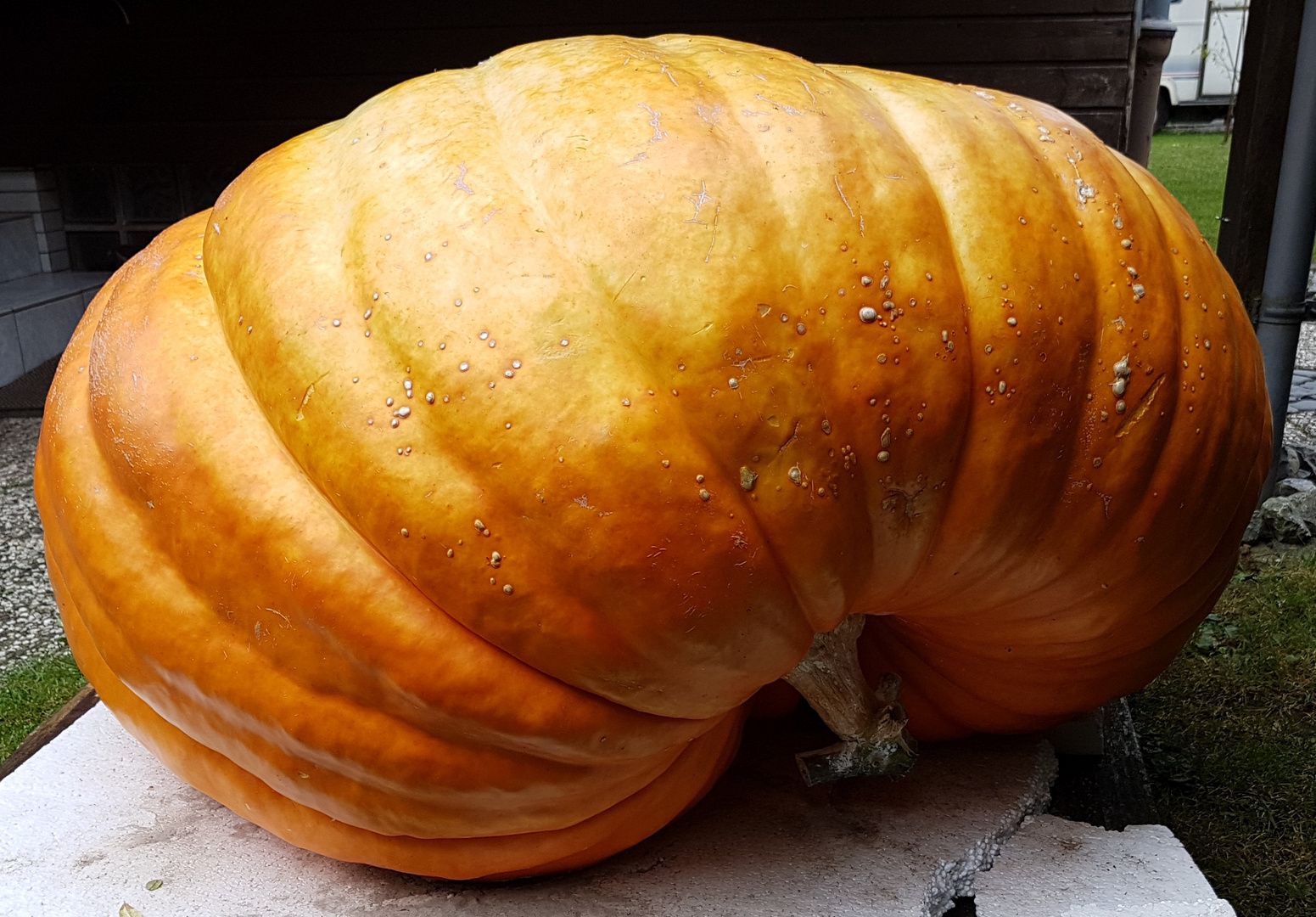 kleinen Kürbis mit über 200 KG entdeckt