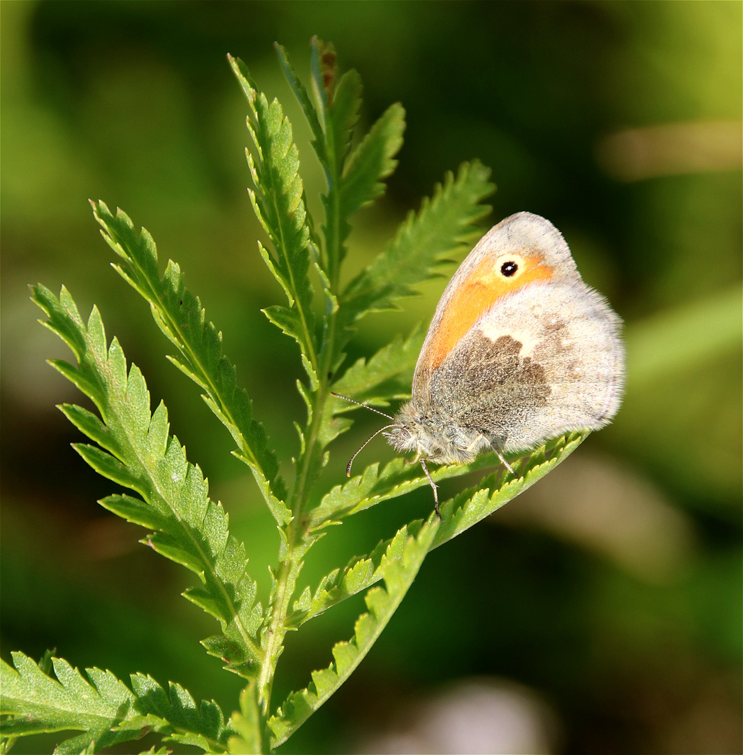 Kleinen Wiesenvögelchen