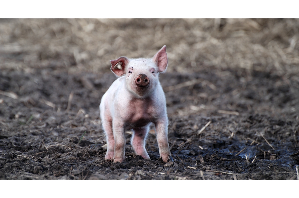 kleiner Abenteurer alias [Sus scrofa domestica]