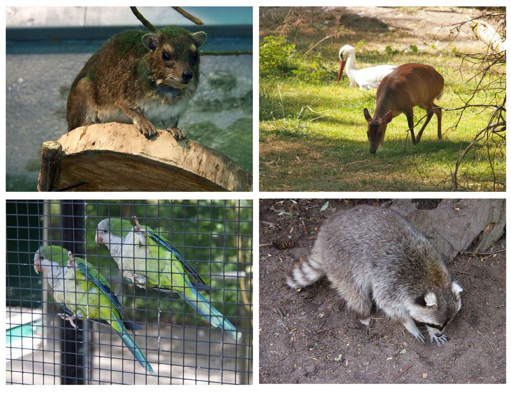 Kleiner, aber feiner Hofer Zoo