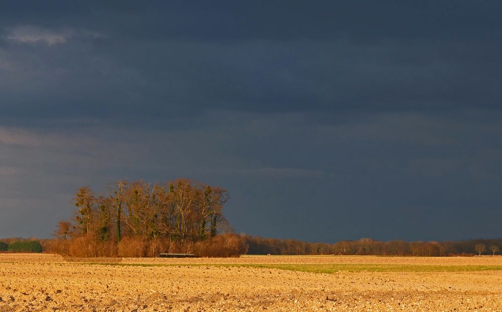 Kleiner Ackerwald im Abendlicht