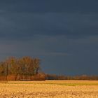 Kleiner Ackerwald im Abendlicht