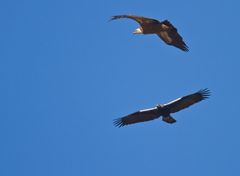 Kleiner Adler- Großer Geier