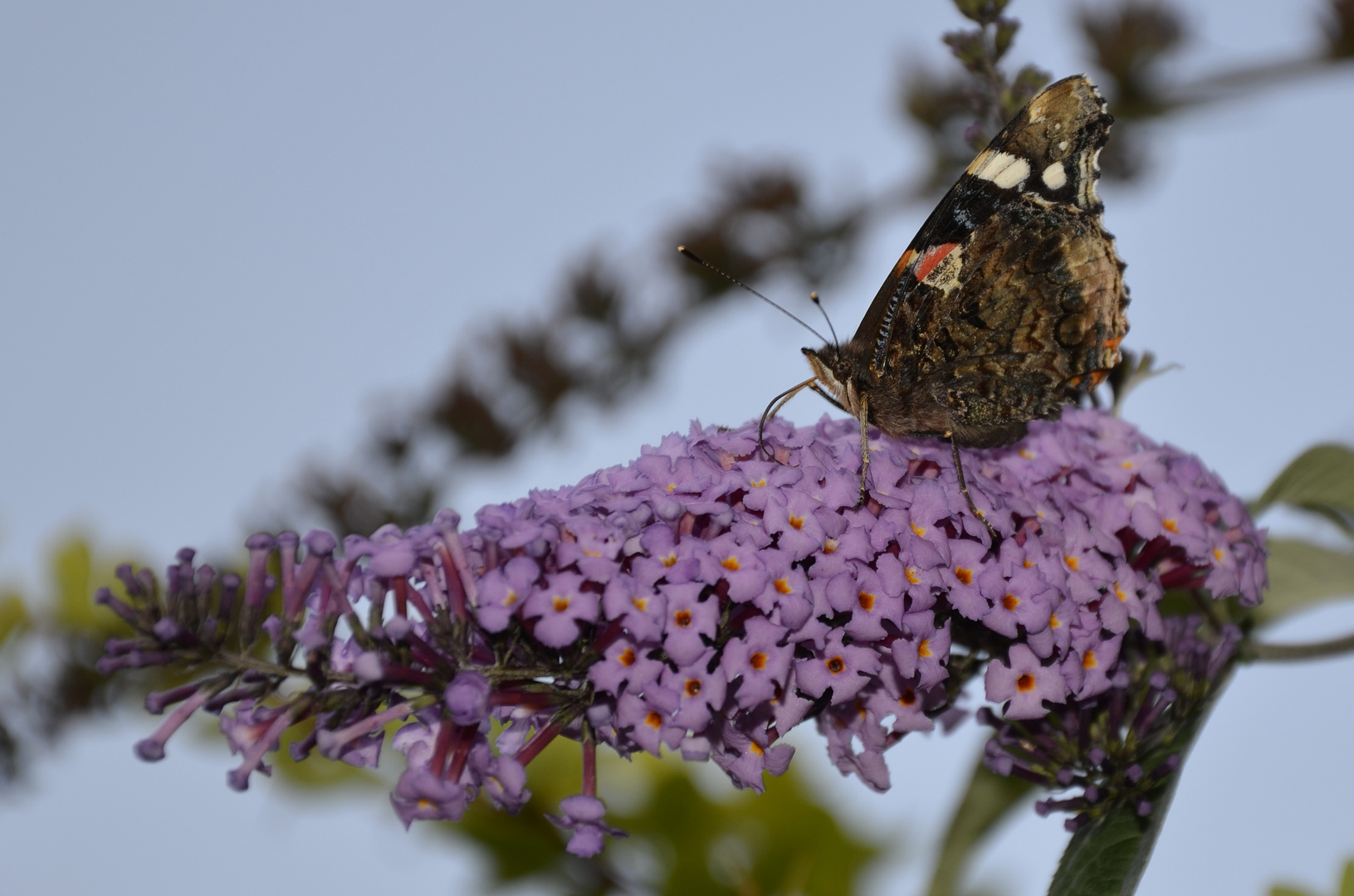 kleiner Admiral