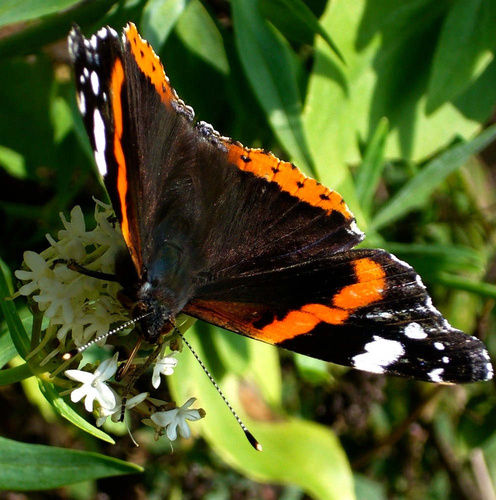 kleiner Admiral