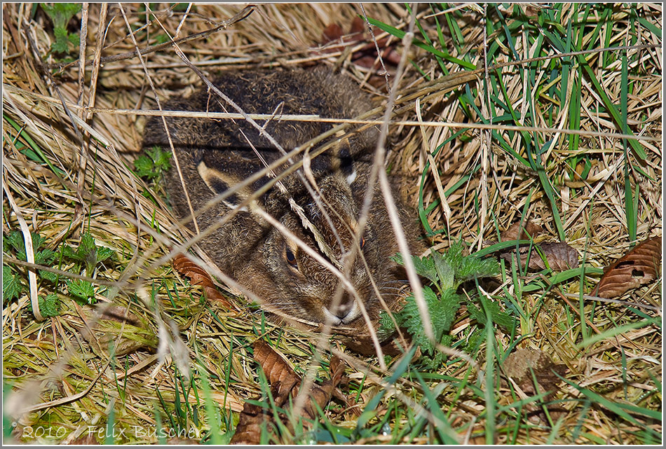 Kleiner, ängstlicher Osterhase ...