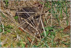 Kleiner, ängstlicher Osterhase ...