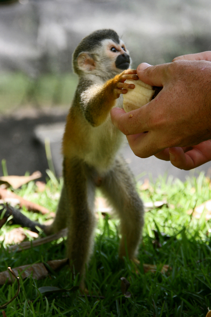 kleiner Affe