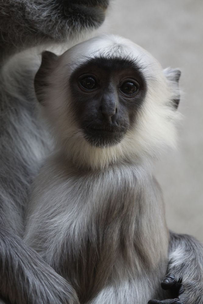 kleiner Affe Foto & Bild | tiere, zoo, wildpark & falknerei, säugetiere