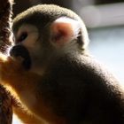 Kleiner Affe beim Essen