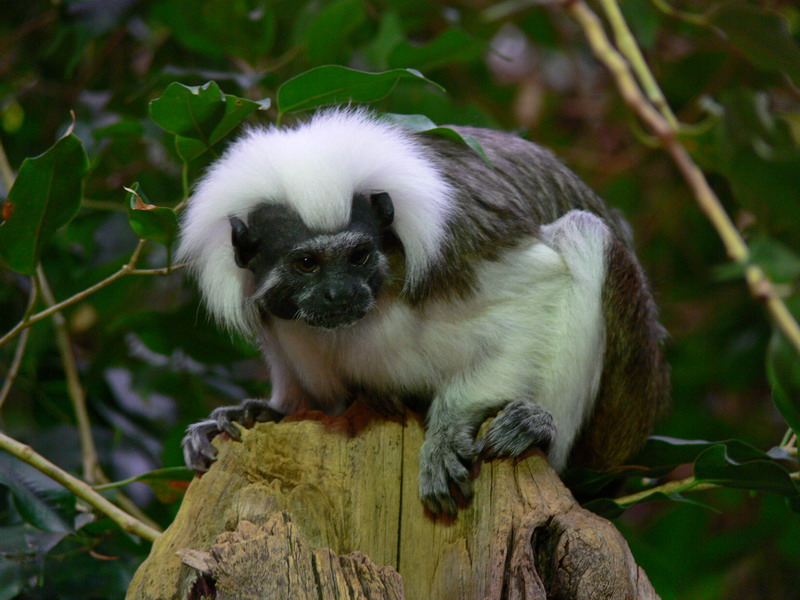 kleiner Affe im Baum