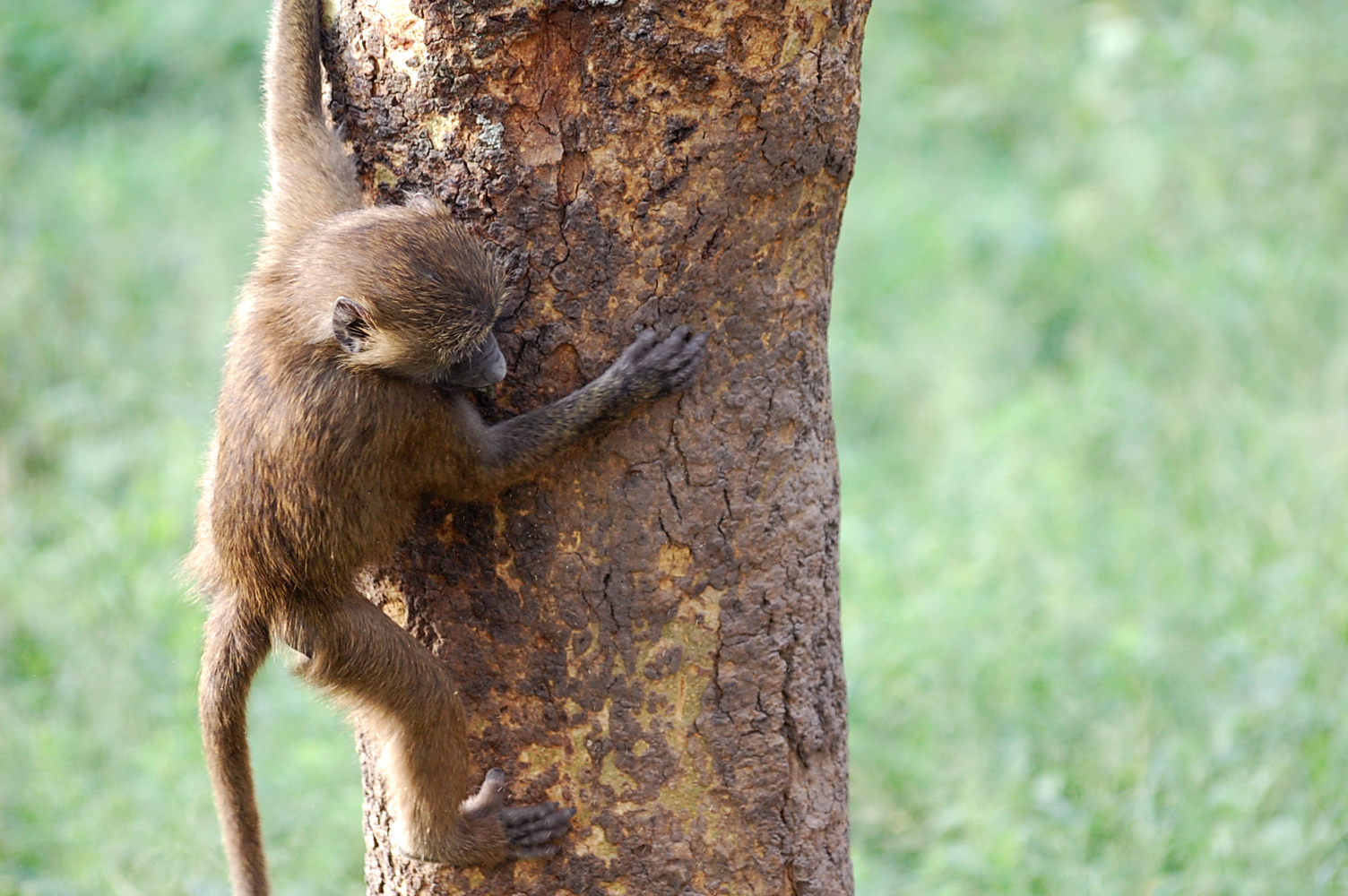 Kleiner Affe im Nakuru Nationalpark