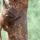 Kleiner Affe im Nakuru Nationalpark