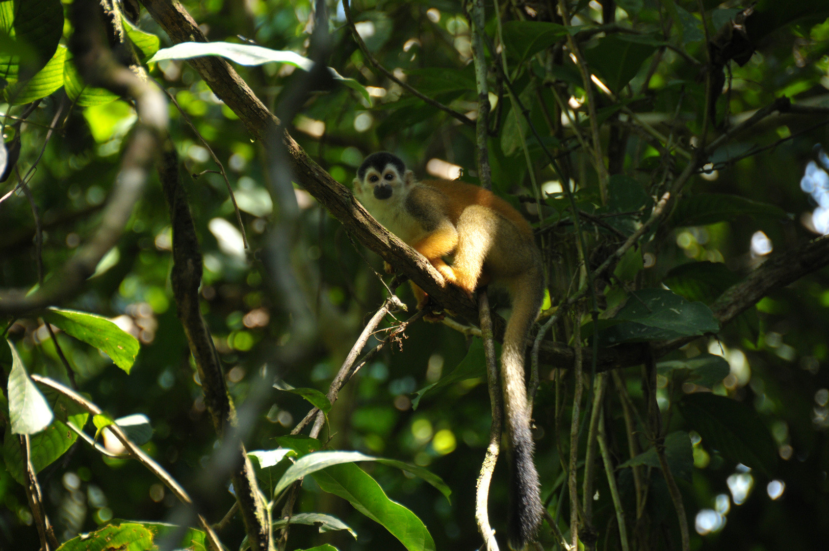 Kleiner Affe im Parque Nacional Corcovado