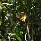 Kleiner Affe im Parque Nacional Corcovado