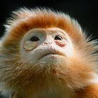Kleiner Affe mit Problemen an den Augen??