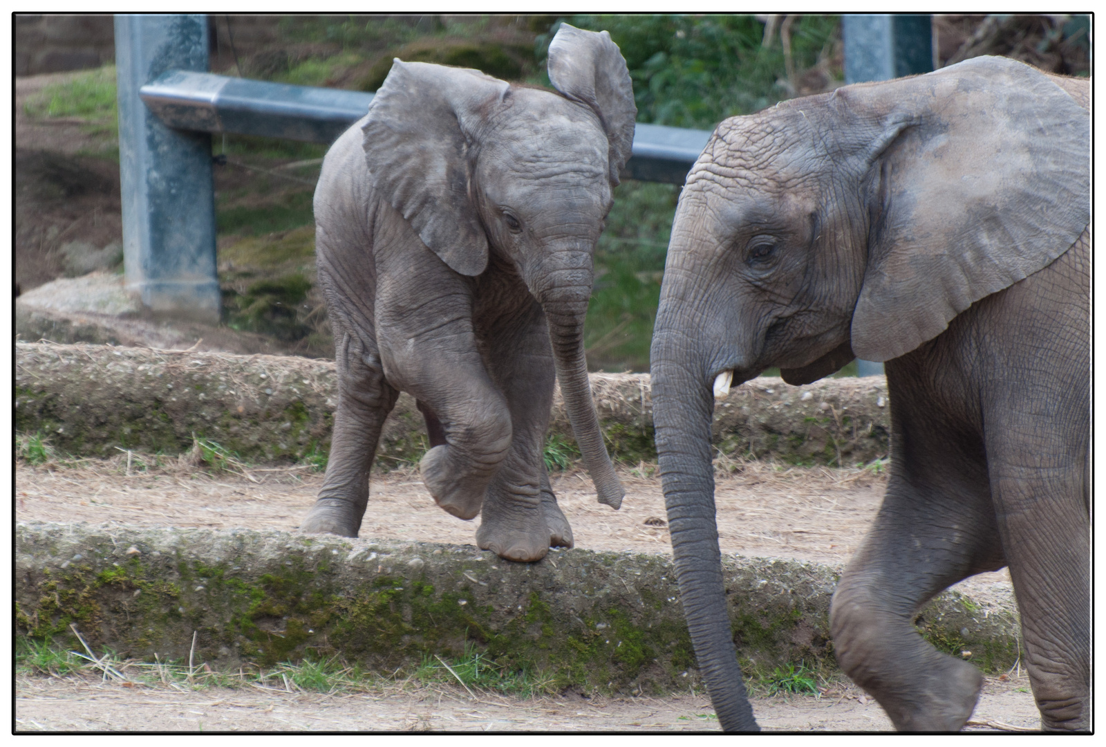 kleiner afrikanischer Elefant