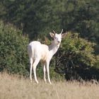 kleiner Albinosikaspießer