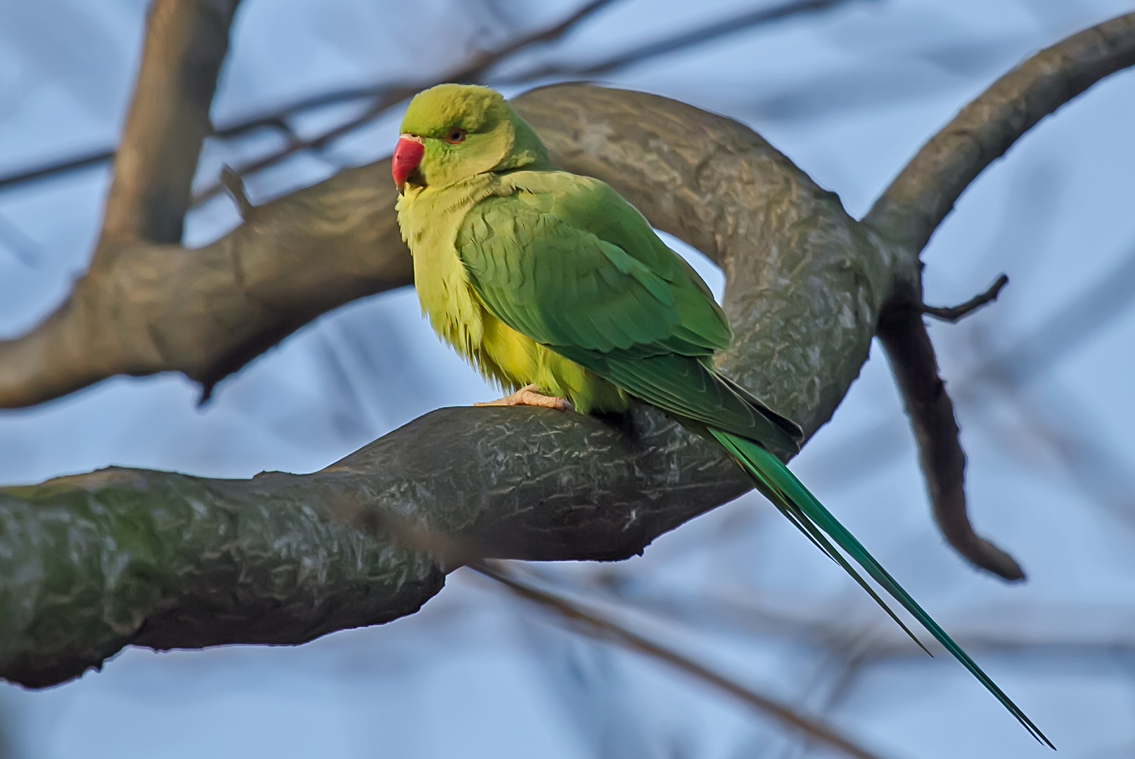 Kleiner Alexandersittich Foto & Bild | natur, tiere, vögel Bilder auf