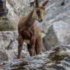 Kleiner Alpenbewohner