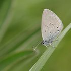 kleiner Alpenbläuling oder Zwerg-Bläuling