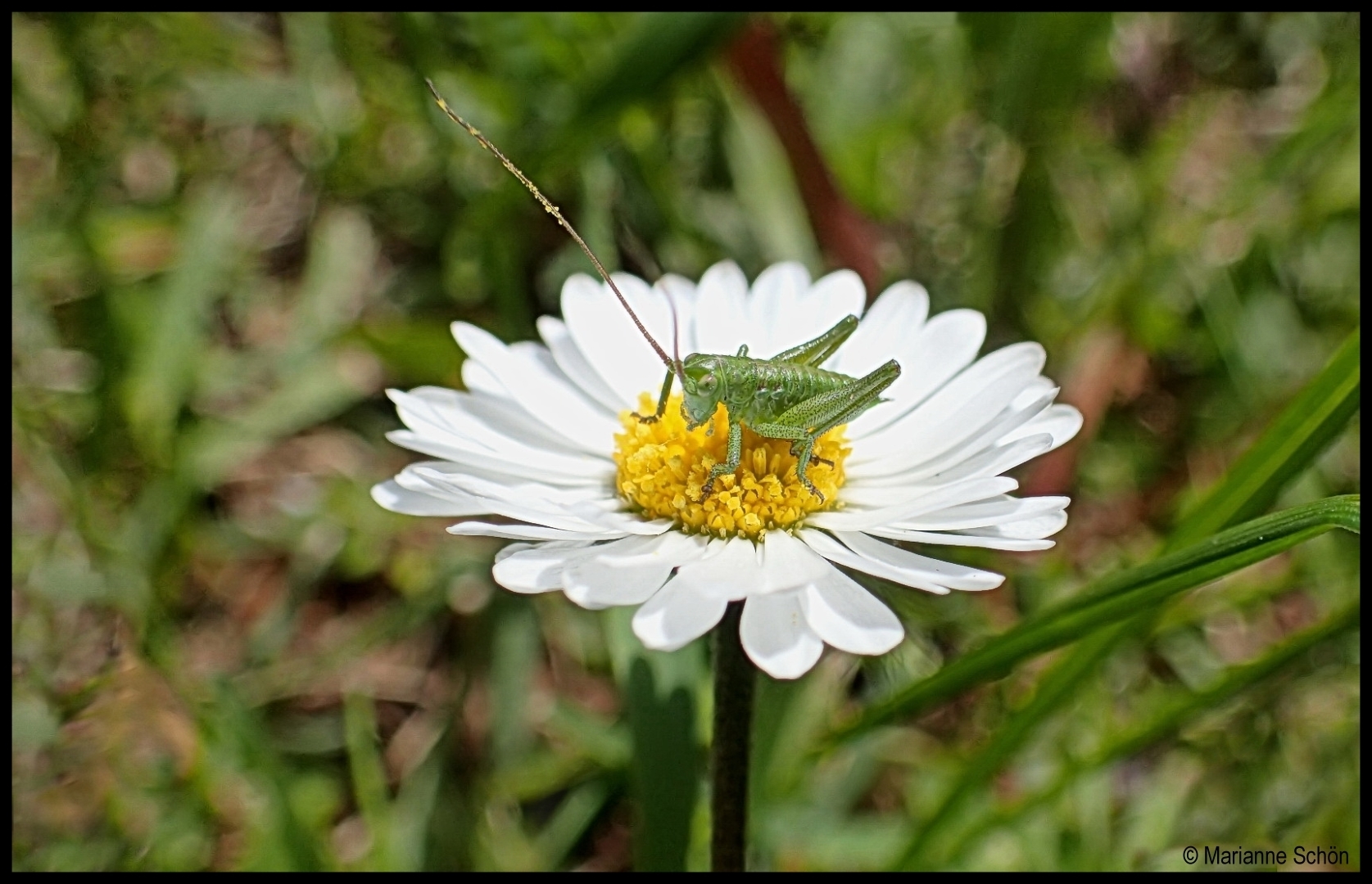 Kleiner als ein Gänseblümchen....