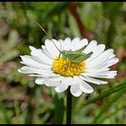 Kleiner als ein Gänseblümchen....