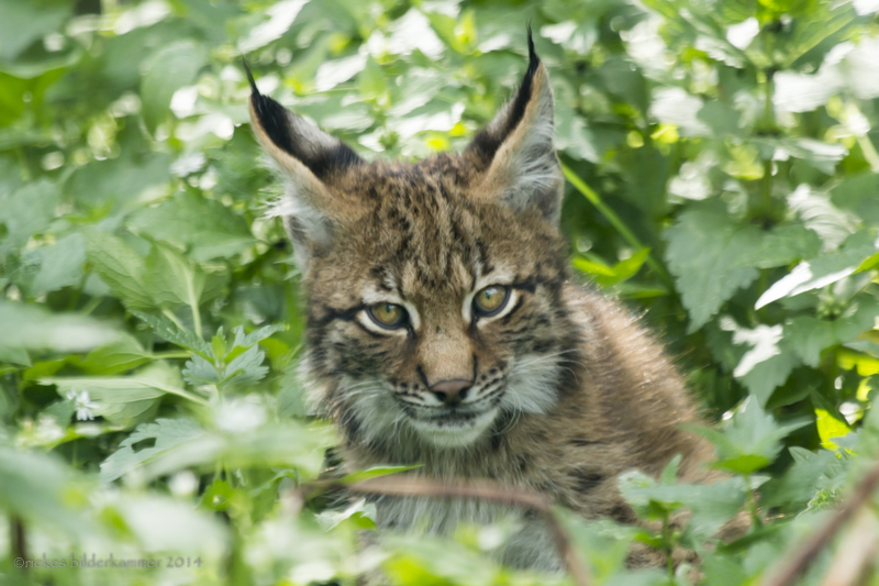 Kleiner Altai Luchs