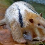 kleiner Ameisenbär - Tamandua