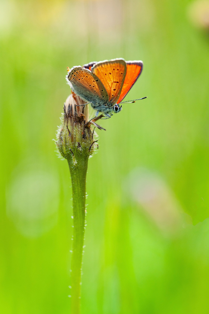 Kleiner Ampfer-Feuerfalter (Lycaena hippothoe eurydame)