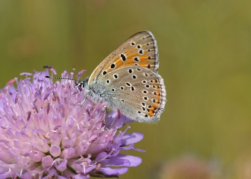 Kleiner Ampferfeuerfalter - Lycaena hippothoe