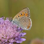 Kleiner Ampferfeuerfalter - Lycaena hippothoe