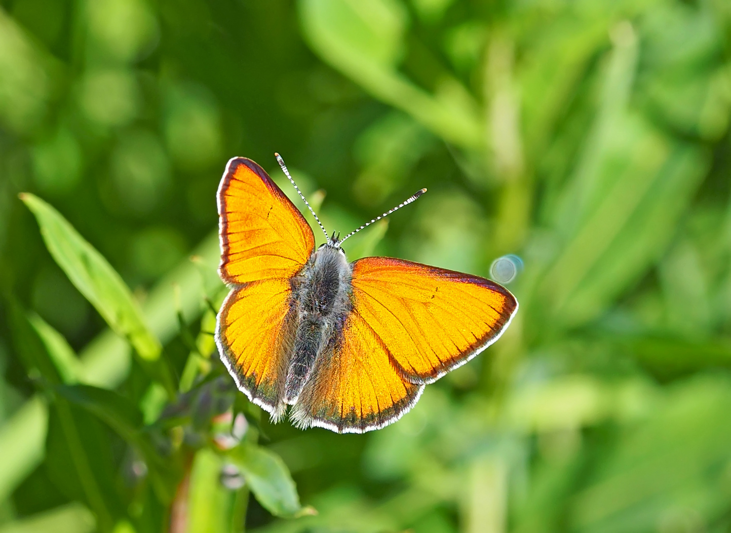 Kleiner Ampferfeuerfalter (Lycaena hippothoe ssp. eurydame) * - Le Cuivré écarlate.