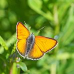 Kleiner Ampferfeuerfalter (Lycaena hippothoe ssp. eurydame) * - Le Cuivré écarlate.