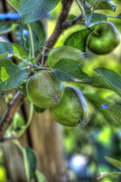 kleiner Apfel