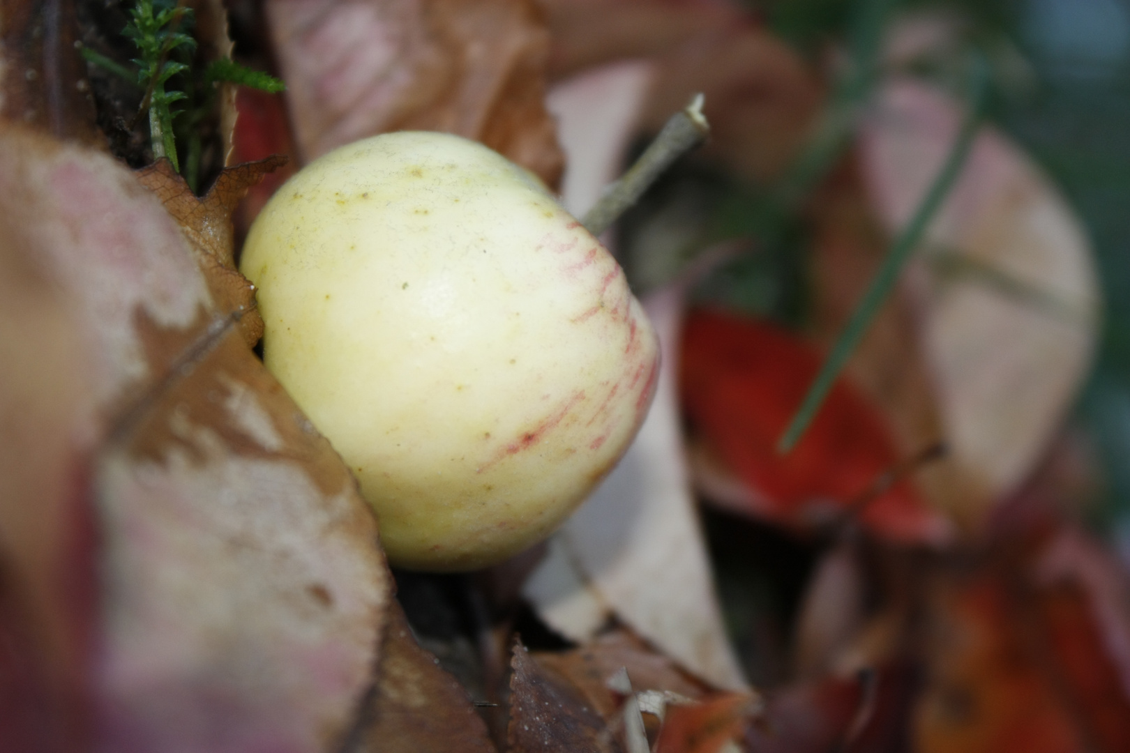 Kleiner Apfel ganz groß :-)