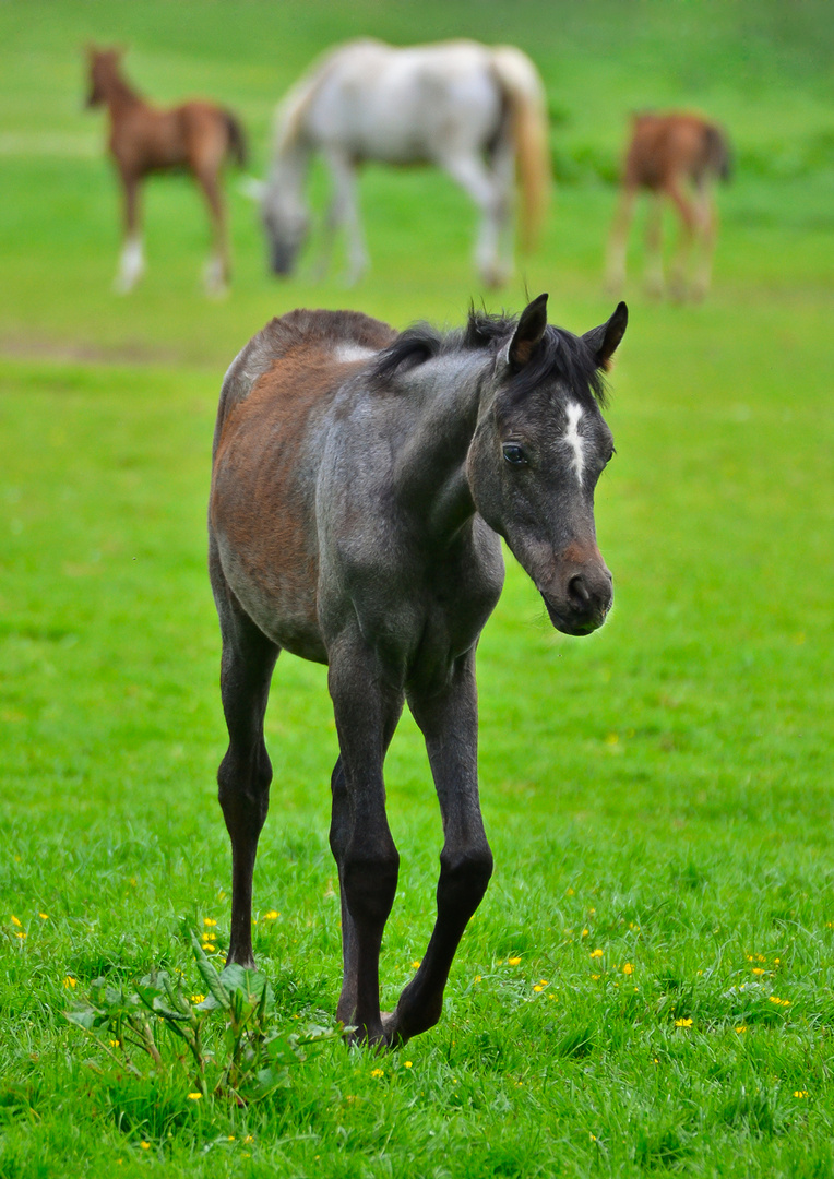 Kleiner Araberhengst