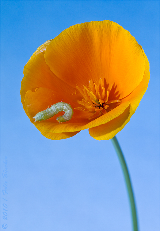 Kleiner Artist in der Blüte