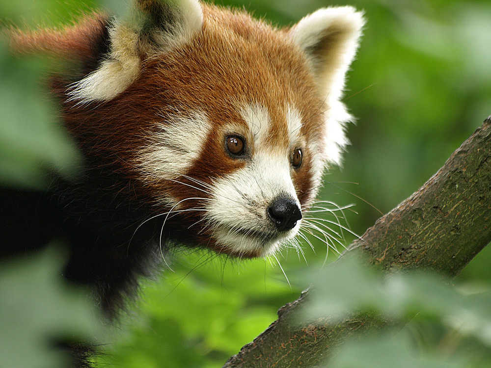 Kleiner (aufmerksamer) Panda