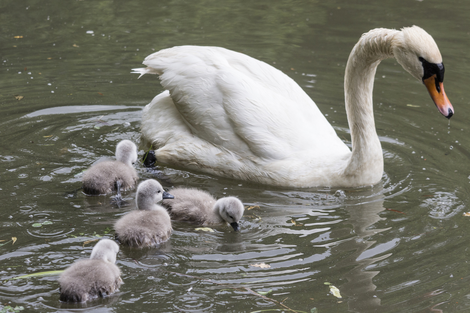 Kleiner Ausflug einer Schwanen-Mama mit ihren kleinen Küken