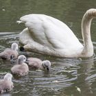 Kleiner Ausflug einer Schwanen-Mama mit ihren kleinen Küken