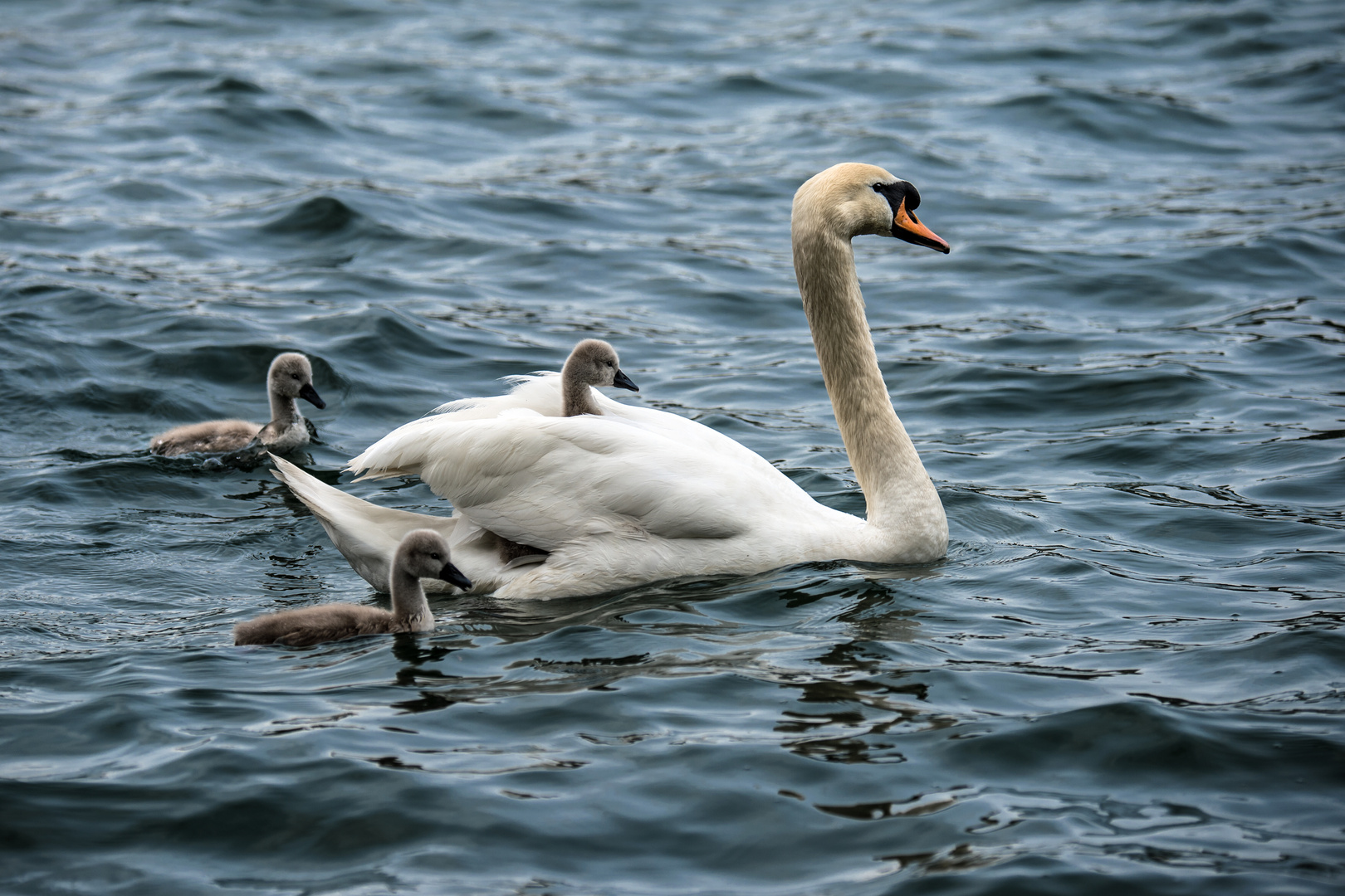 Kleiner Ausflug mit den Schwanenküken