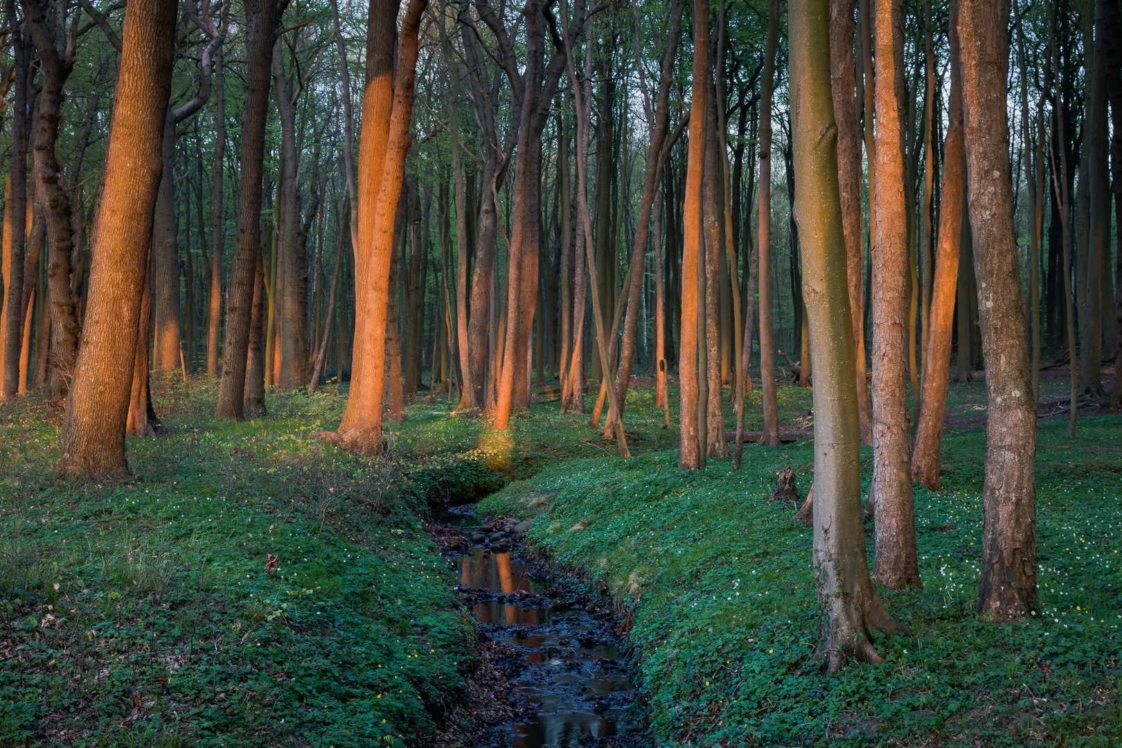 kleiner Bach im Frühlingswald