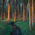 kleiner Bach im Frühlingswald