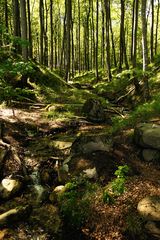 Kleiner Bach im Jasmunder Nationalpark