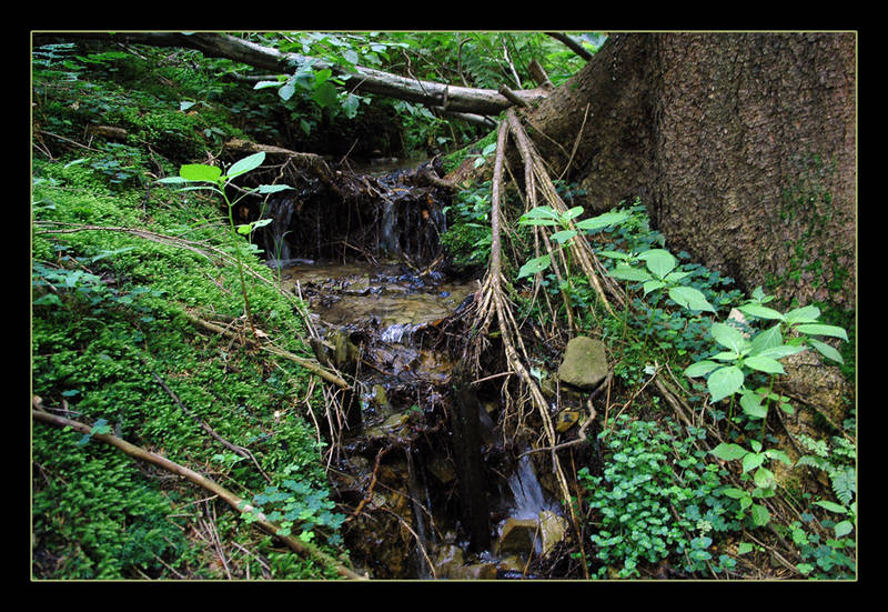 Kleiner Bach im kleinem Wald