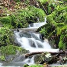 kleiner Bach im Schwarzatal