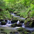 Kleiner Bach im Wald