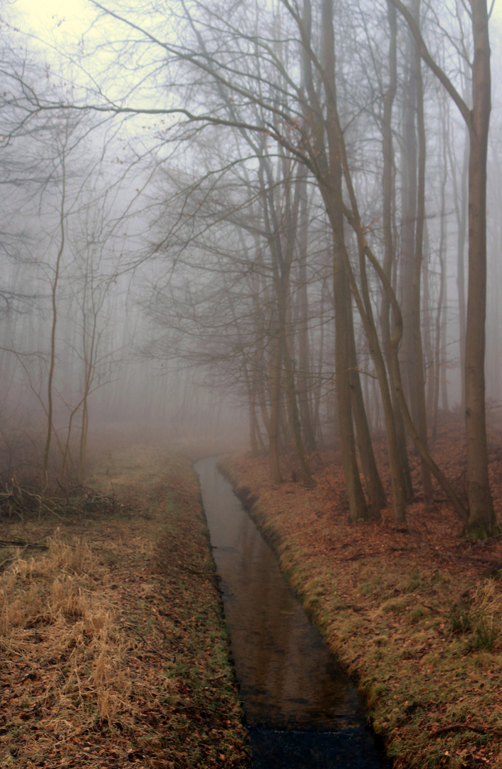 Kleiner Bach im Wald