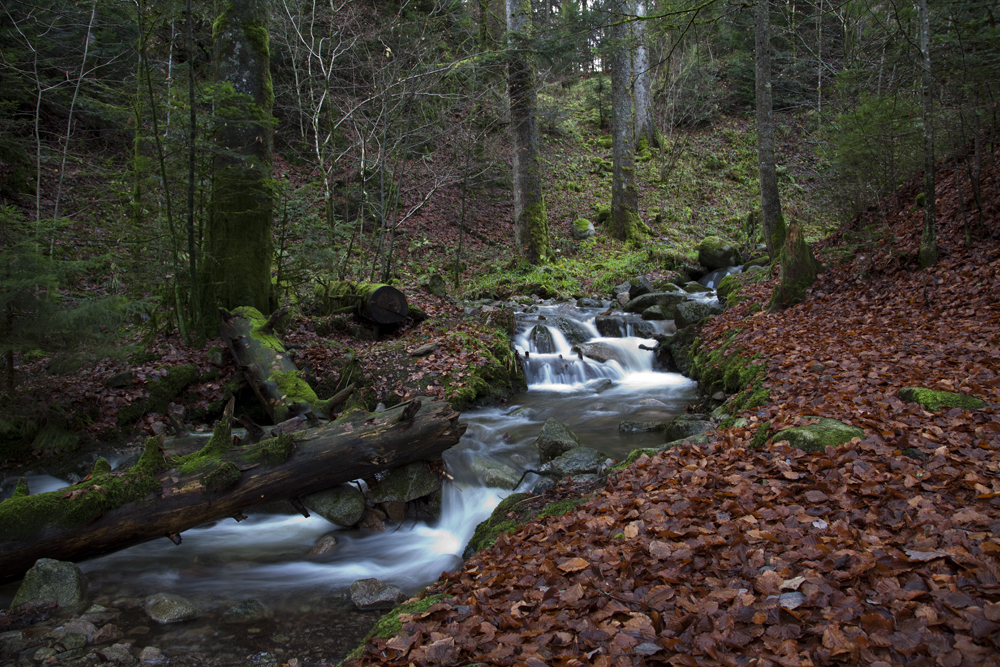 Kleiner Bach in den Vogesen